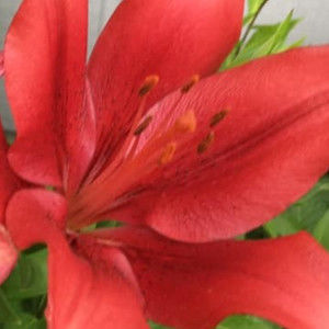 Meet your Posher, Mildred